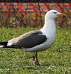 ad LBBG in Januari-April, ringed in the Netherlands. (76807 bytes)